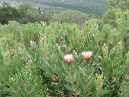Protea lacticolor